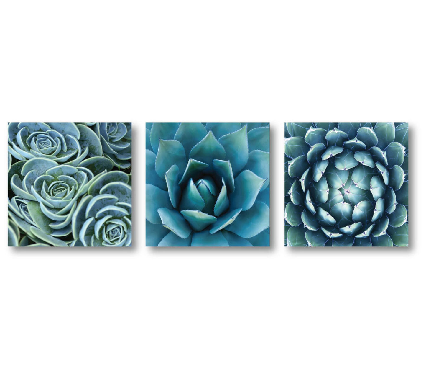 Courtside Market Succulent 3-Piece Canvas Set