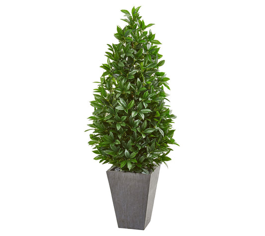 57in.  Bay Leaf Cone Topiary in Planter (Indoor/Outdoor)