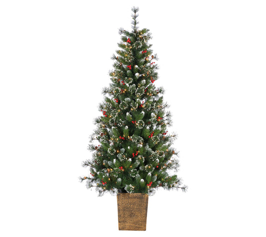 6'H Potted Hard/Mixed Needle Glazier Pine by Sterling Co