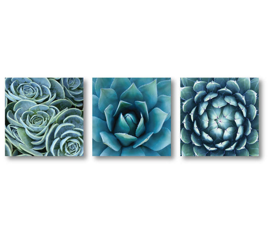 Courtside Market Succulent 3-Piece Canvas Set