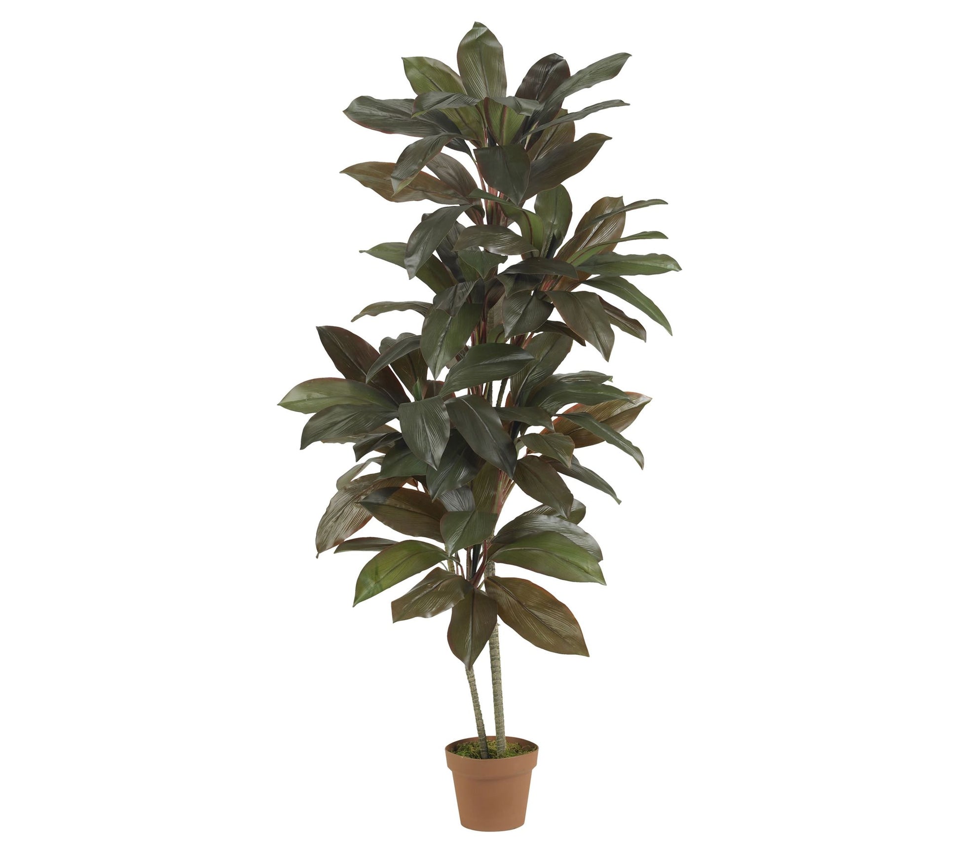 5' Cordyline Silk Plant by Nearly Natural