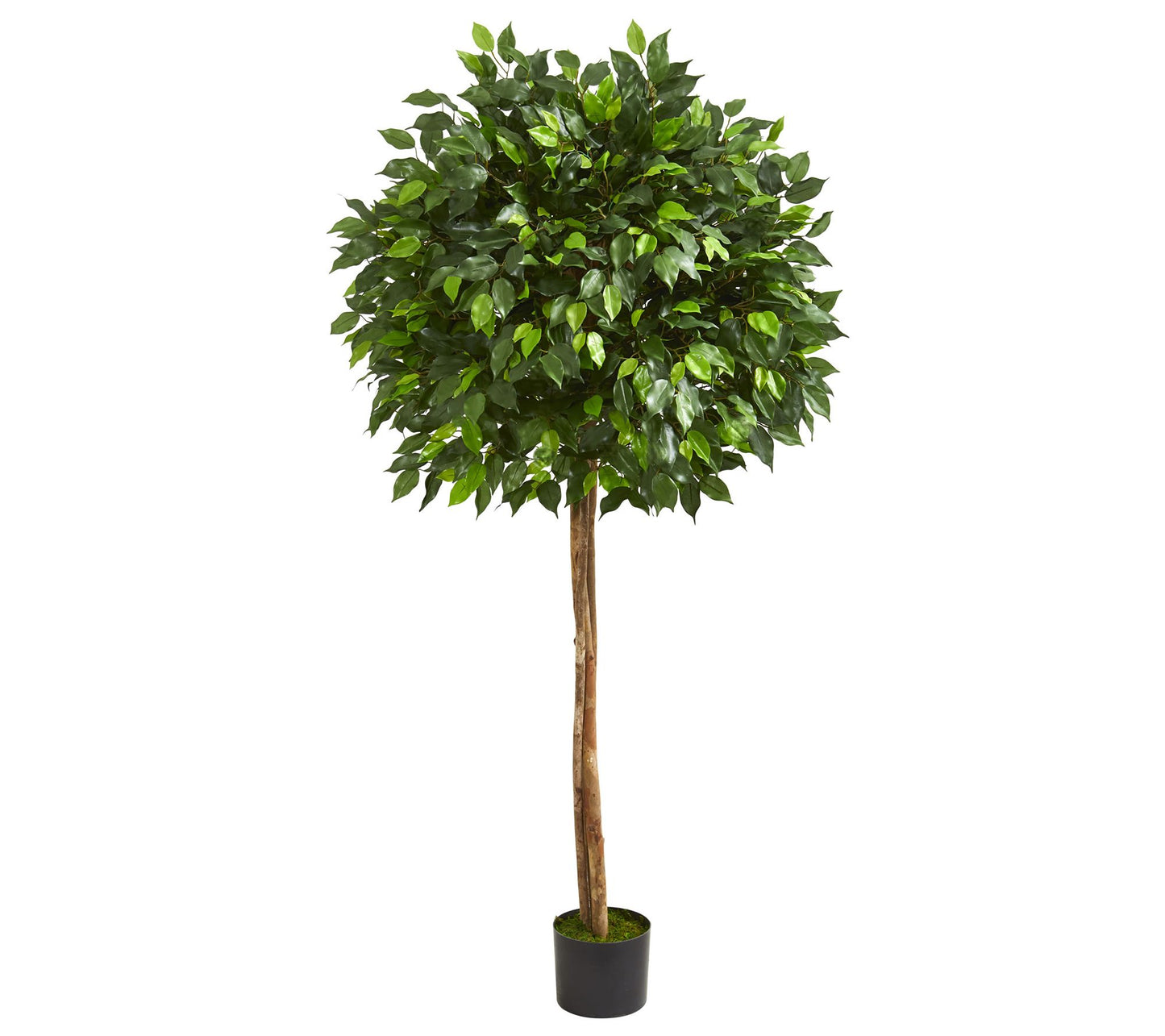 5.5' Ficus Artificial Tree by Nearly Natural