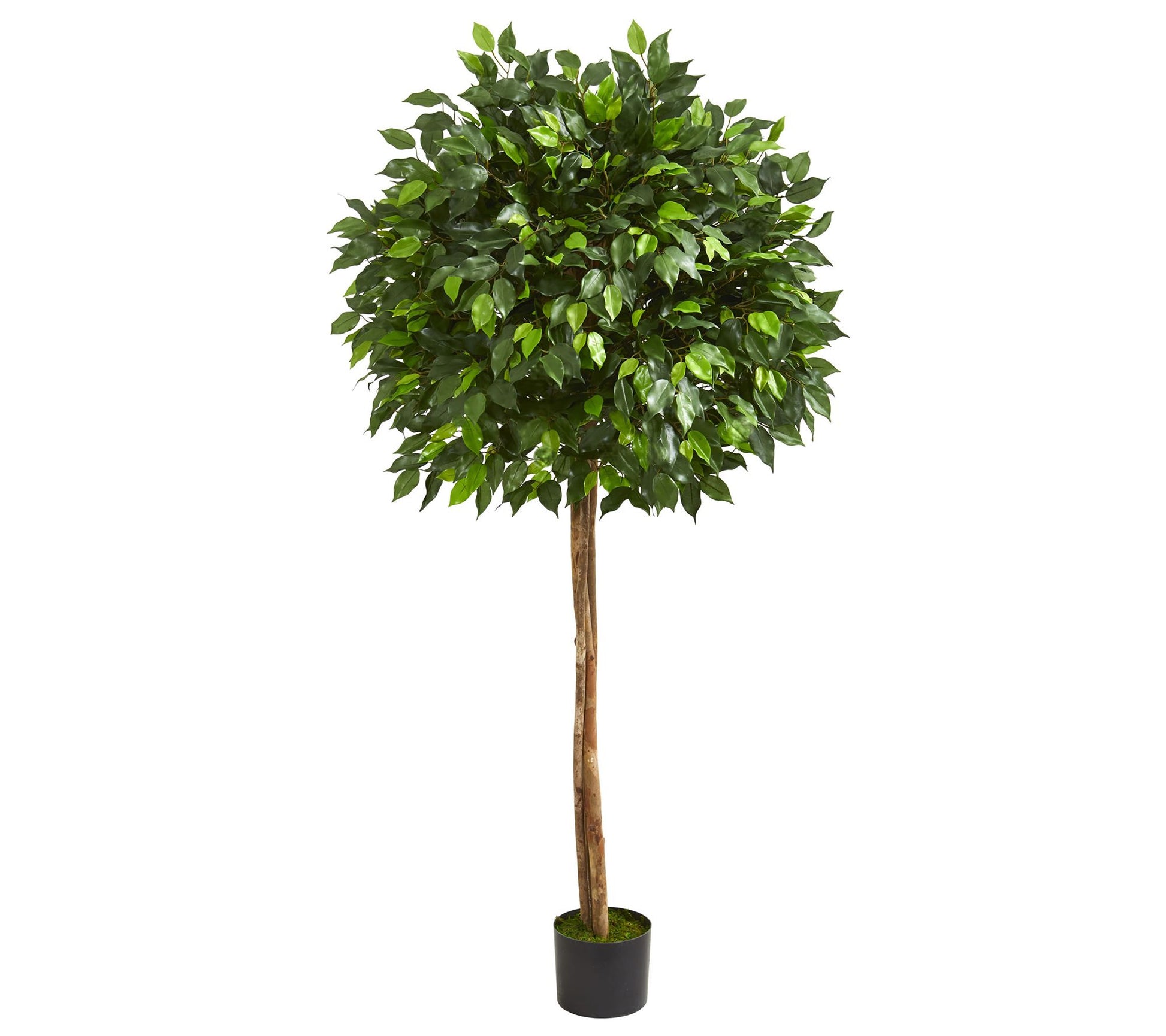 5.5' Ficus Artificial Tree by Nearly Natural