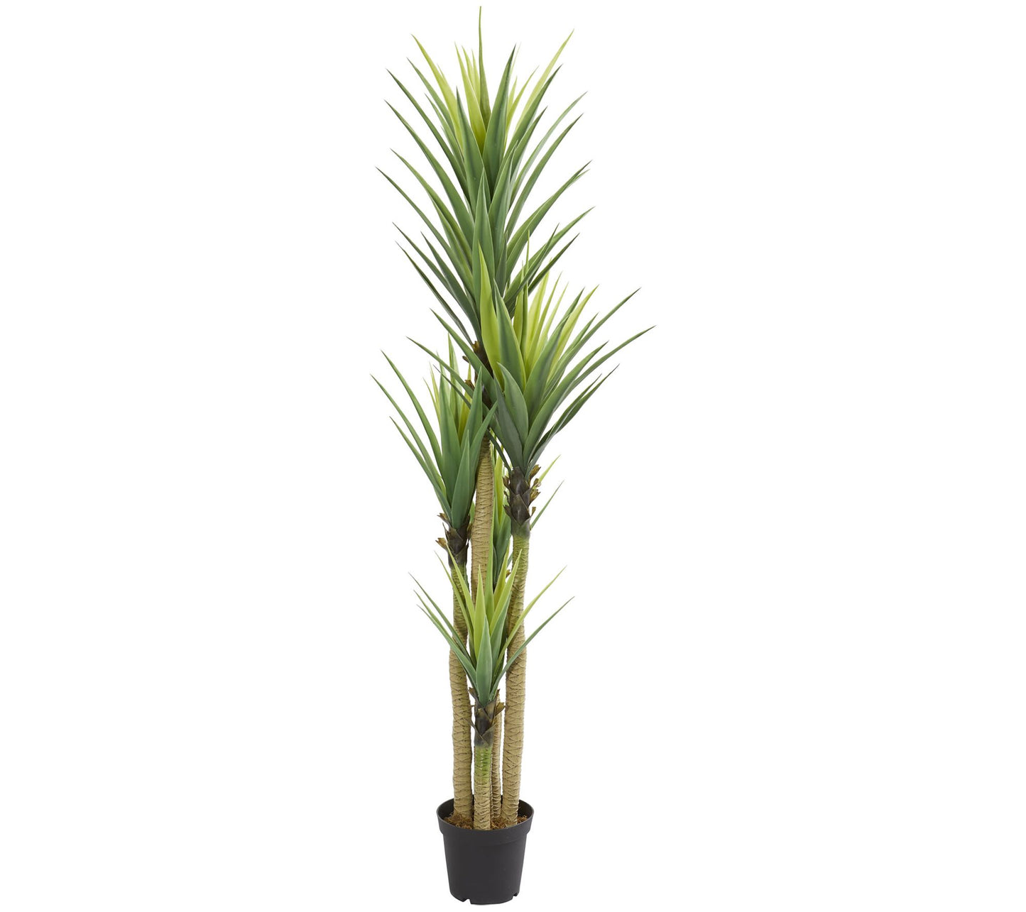 Dracaena Plant by Nearly Natural