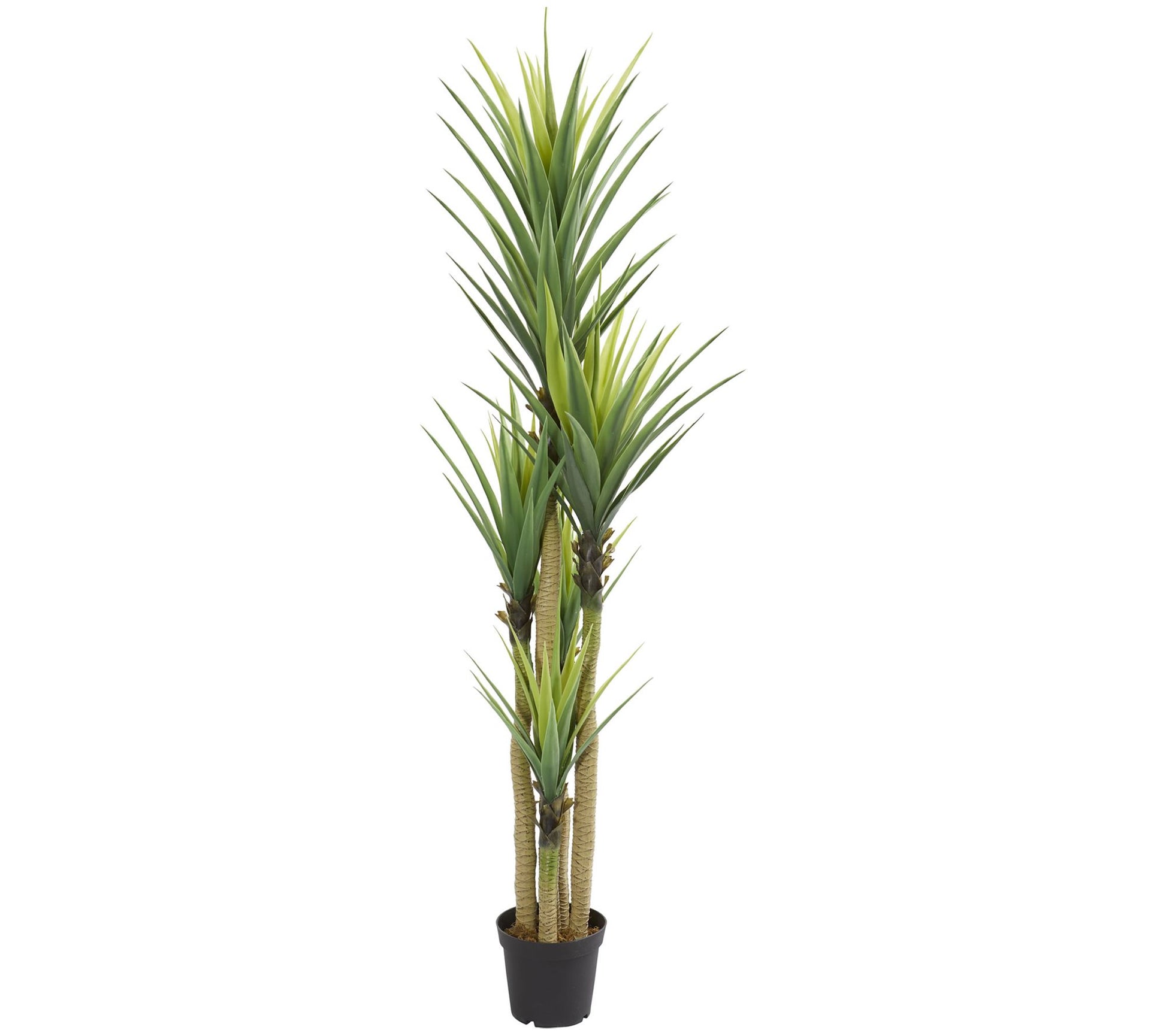 Dracaena Plant by Nearly Natural